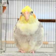 【動画更新🪄】もこぉ♡もっふりちゃん~♩♩オカメインコ(パールパイド)