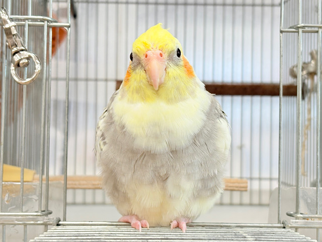 【動画更新🪄】もこぉ♡もっふりちゃん~♩♩オカメインコ(パールパイド)