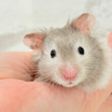 なでなで出来ちゃう！？💖おっとりBOY🐹🧩セーブルハムスター(男の子)