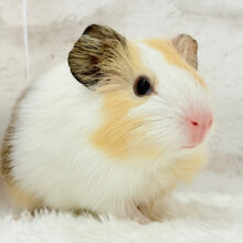 ふんわり優しいミルクティー☕️🫧イングリッシュモルモット(女の子)