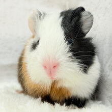 ぷりぷり♡プリティーフェイス♡イングリッシュモルモット(女の子)