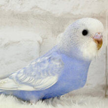 【最新画像更新🪄】バブみ強め🐣🍼童顔フェイス♡セキセイインコ(スパングル) ヒナ