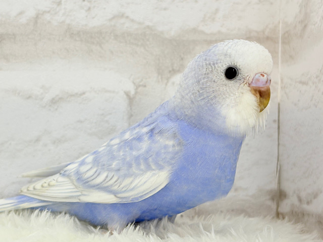 【最新画像更新🪄】バブみ強め🐣🍼童顔フェイス♡セキセイインコ(スパングル) ヒナ