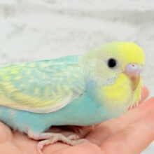 【最新画像更新🪄】しゅわしゅわ🫧メロンソーダ🧃🍈セキセイインコ(パステルカラーレインボー) ヒナ