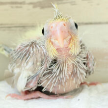 淡カラー🫧くりくりおめめの天使ちゃん🧚‍♀️オカメインコ(シナモン) ヒナ