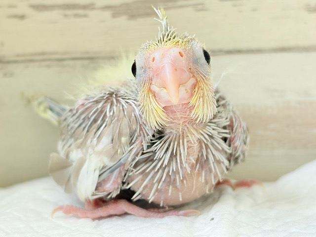 淡カラー🫧くりくりおめめの天使ちゃん🧚‍♀️オカメインコ(シナモン) ヒナ