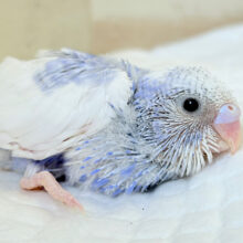 成長が楽しみっ♬*°セキセイインコ(パイド) ヒナ