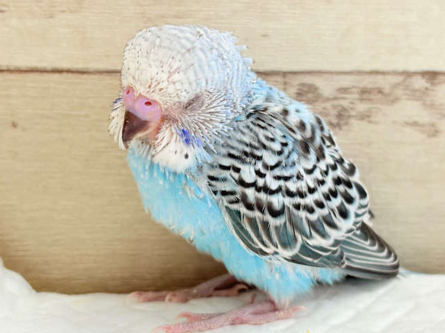 ねむねむ赤ちゃん🐣ᶻᶻᶻ﻿セキセイインコ(オパーリン) ヒナ