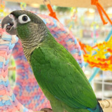 【最新画像更新🪄】可愛すぎてる…♥ウロコインコ(ノーマル)