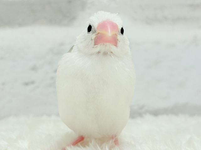 【最新画像更新🪄】1に食事、2に睡眠〜〜〜( ´-` ).｡oO白文鳥 ヒナ