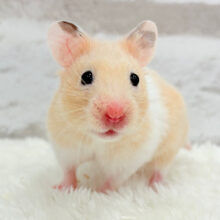 元気ハツラツ‪☆カラーハムスター(女の子)