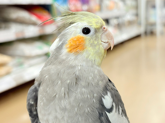 自己主張はしっかりめ◎オカメインコ(ノーマル)
