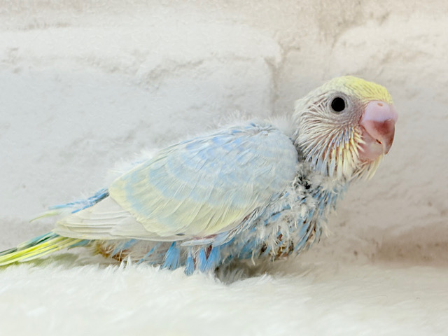 ヒナ界のアイドル🐣🪇セキセイインコ(パステルレインボー) ヒナ