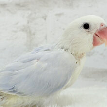 【最新画像更新🪄】柔らかいパープル🫧コザクラインコ(パリドオパーリンバイオレット) ヒナ