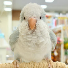 【最新画像更新🪄ひとり餌になりました！】満たされたら〜、ねむねむモード〜｡oOオキナインコ(ブルーパリド) ヒナ