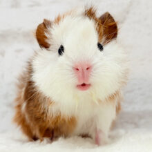 ベビーフェイス♡アビシニアンモルモット(男の子)