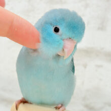 【最新画像更新🪄ひとり餌になりました！】控えめな性格がツボ♥マメルリハ(ブルー) 女の子 ヒナ