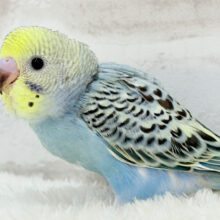 【最新画像更新🪄】気分は常夏🏖🍹セキセイインコ(レインボー) ヒナ