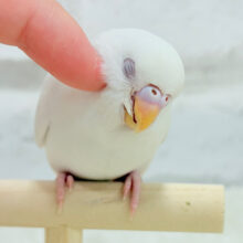 【最新画像更新🪄もうすぐひとり餌‪☆】キレイな瞳に映る世界は🌎🫧セキセイインコ(アルビノ) ヒナ
