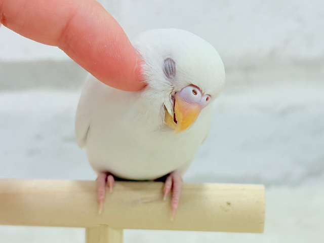 【最新画像更新🪄もうすぐひとり餌‪☆】キレイな瞳に映る世界は🌎🫧セキセイインコ(アルビノ) ヒナ