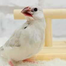 【最新画像更新🪄】おてての中で寝ちゃいます.*･ﾟシルバー文鳥 ヒナ