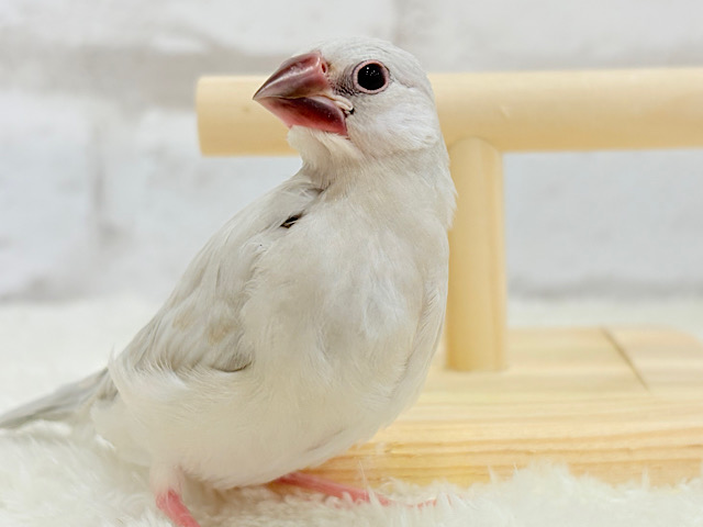 【最新画像更新🪄】おてての中で寝ちゃいます.*･ﾟシルバー文鳥 ヒナ