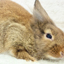 【動画更新🪄】心優しいおっとりさん🫧ライオンラビット(チェスナット)男の子