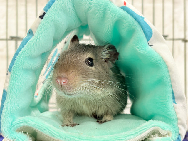 【動画更新🪄】元気いっぱいプリティーフェイス🐭💖デグー(ブルー) 女の子