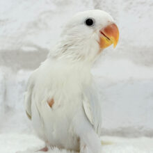 【動画更新🪄】”透明感”って言葉がピッタリ💎.*コザクラインコ(パリドオパーリンブルー) ヒナ