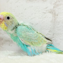 表情豊か‪☆宝石カラー💎.*セキセイインコ(パステルカラーレインボー) ヒナ