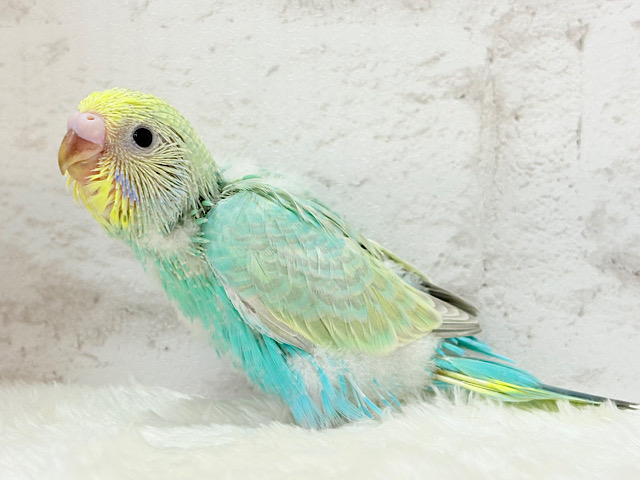 表情豊か‪☆宝石カラー💎.*セキセイインコ(パステルカラーレインボー) ヒナ
