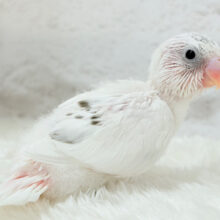 個性が光る黒ポッチ.*･ﾟセキセイインコ(白ハルクイン) ヒナ