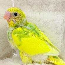 お花畑にいる天使🧚‍♀️🫧セキセイインコ(パイド) ヒナ