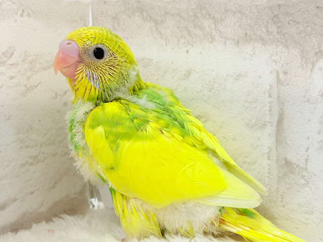 お花畑にいる天使🧚‍♀️🫧セキセイインコ(パイド) ヒナ