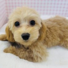 最新画像！可愛さにメロメロになっちゃう？マルプーちゃん！