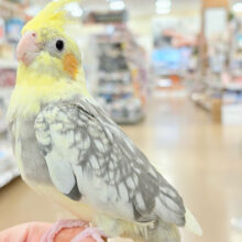 なでなで好きです♡オカメインコ(パールパイド)