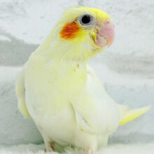 【最新画像更新🪄】笑顔が得意っ♬ミニミニ怪獣🐣オカメインコ(ルチノー) ヒナ