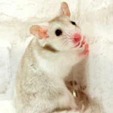 ‪☆オンリーワン‪☆猪突猛進に進むぜ！！カラーハムスター(男の子)