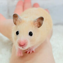 走るの大好き！どこまでも〜！！キンクマハムスター(男の子)