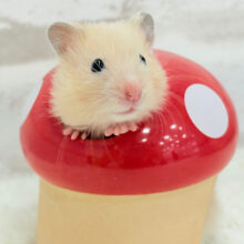 ツヤンツヤン✨好奇心も食欲も旺盛だ！！サテンハムスター(アプリコット) 女の子