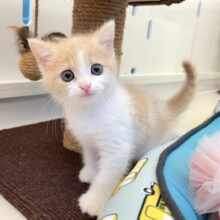 まん丸おめめ👀✨スコティッシュ・フォールド(クリームタビー＆ホワイト)🍨🤍男の子💙2025年7月5日生まれ