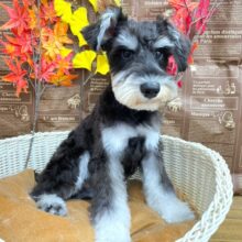 いい眉毛だぞぉ✨ミニチュアシュナウザー(ブラック＆シルバー)🖤🩶男の子💙2025年4月1日生まれ