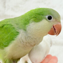 【最新画像更新🪄】おめめきゅるきゅる💖目指せビッグボディ🐥💚オキナインコ(グリーン) ヒナ