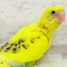 【最新画像更新🪄】ミツバチカラー🐝𓂃𓈒𓏸︎︎︎︎セキセイインコ(ハルクイン) ヒナ