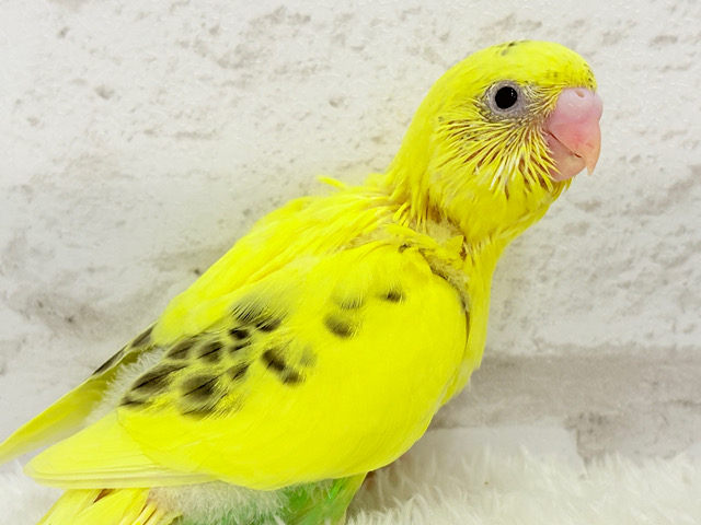 【最新画像更新🪄】ミツバチカラー🐝𓂃𓈒𓏸︎︎︎︎セキセイインコ(ハルクイン) ヒナ