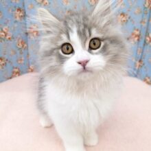 最新画像更新！！可愛すぎてもうメロメロ💗　サイベリアンの男のコ　2025/9/5撮影