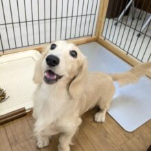 最新画像更新！！しっかりボディのおっとりボーイ☆　ミニチュアダックスの男のコ　2025/9/5撮影