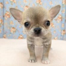 カワウソじゃないよ？笑　スムースコートチワワの男のコ　2025/9/12撮影