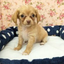 くいしんぼ姫💗　ハーフ犬（チワワ×カニンヘンダックス）の女のコ　2025/9/12撮影