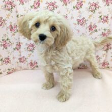 最新画像更新！！かまって欲しくてたまらない…💗　ハーフ犬（マルチーズ×トイプードル）の女のコ💗　2025/9/13撮影